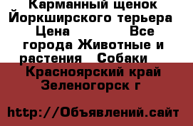 Карманный щенок Йоркширского терьера › Цена ­ 30 000 - Все города Животные и растения » Собаки   . Красноярский край,Зеленогорск г.